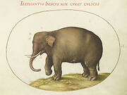 Plate 1: Elephant with Insects