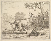 Four goats; at the back a nanny goat lies on the ground, in the middle a billy goat stands, in the front two kids lie on the ground, a fence and tree beyond