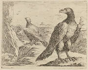 Two Eagles, Both with Heads Turned to the Left