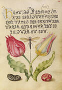 Gesner'sTulip, Ichneumon Fly, Kidney Bean, and Scarlet Runner Bean