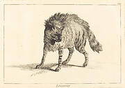 Loucervier (Hyena)