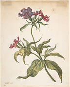 Study of a red catchfly (Lychnis hirsuta)