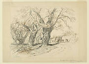 Study for The Cypress Trees of Montezuma, Park of Chapultepec, Mexico