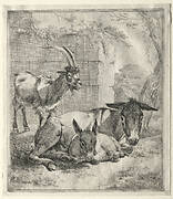 Goat and Donkeys