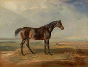 Dr. Syntax, a Bay Racehorse, Standing in a Coastal Landscape, an Estuary Beyond