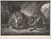 Lion of the Atlas Mountains (Lion d’Atlas)