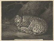 A Sleeping Leopard