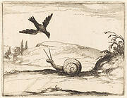 Crow and Snail