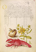 Insect, English Walnut, Saint John's Wort, and Crayfish