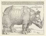 The Rhinoceros