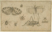 Study sheet with insects