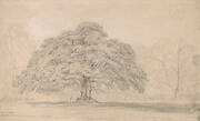 The Beggar's Oak, Bagot's Park, Aug. 12th, 1820 (A Celebrated Ancient Tree on Lord Bagot's Blithfield Hall Estate in Staffordshire)