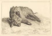 Sanglier (Wild Boar Lying Down, Head to the Left)