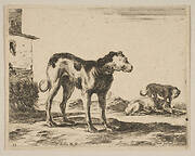 Plate 11: dogs, from 'Various animals' (Diversi animali)