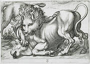 A Lion Attacking a Bull