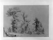 Three Trees, Hoboken