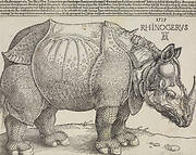 Rhinocerus