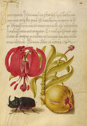 Scarlet Turk's Cap, Rhinoceros Beetle, and Pomegranate