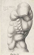 Anatomische studie van de torso van een man, van opzij gezien