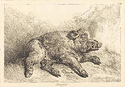 Sanglier (Wild Boar Lying Down, Head to the Right)