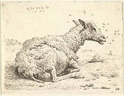 Partially shorn sheep lying in the grass with insects hovering around its head