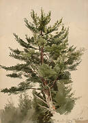 White Pine, Skokan, Ulster County, New York