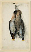 Two Dead Bohemian Waxwings