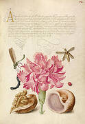 Damselfly, Carnation, Insect, Caterpillar, Ladybird, English Walnut, and Marine Mollusk