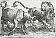 A Bull Attacking a Lion