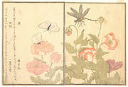 『画本虫撰』   「蝶」「蜻蛉」|Butterfly (Chō); Dragonfly (Kagerō or Tonbo), from the Picture Book of Crawling Creatures (Ehon mushi erami)