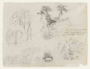 Sketches from South America, probably from Colombia.  Botanical sketches.  A house.