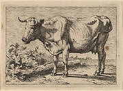 Standing Cow (Cow with a Crumpled Horn)