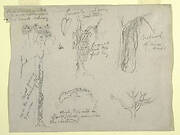 Botanical Studies made from the Rio Magdalena, Colombia: Parasite, Dead Tree