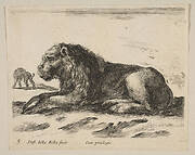 Plate 5: reclining lion, from 'Various animals' (Diversi animali)