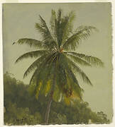 Palm Trees, West Indies, June 1865