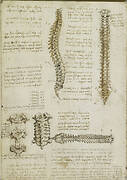 Recto: The surface anatomy of the shoulder and arm. Verso: The vertebral column