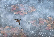 Pond in Winter – Giverny