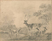 Fallow Deer: Stag, Doe and Fawn in a clearing