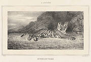 Étude de Tigre