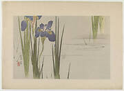 Irises, from the series Seitei's Flowers and Birds