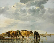 Cows in a River