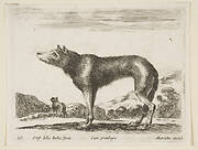 Plate 20: wolf, from 'Various animals' (Diversi animali)