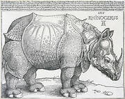 The Rhinoceros