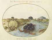 Plate 1: Two Loggerhead or Green Sea Turtles, a Muskrat, and Shells