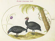 Plate 10: Gray Crowned Crane and Helmeted Currasow