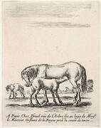 Mare suckling a foal in center, another foal urinating in back left, other horses in the background, from 'Various cavalry exercises' (Diverses exercices de cavalerie)