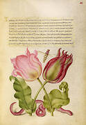 Tulips, Insect, and Worm