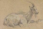 Study of a Goat