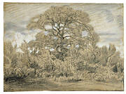 Study of an Oak Tree