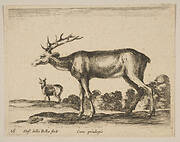 Plate 16: stag, from 'Various animals' (Diversi animali)